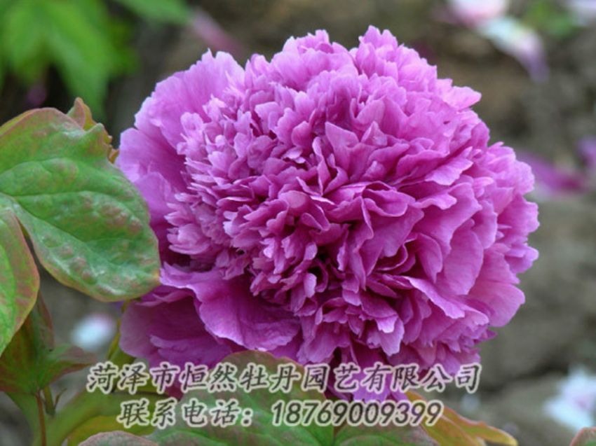 點(diǎn)擊查看詳細(xì)信息<br>標(biāo)題：紫色牡丹 閱讀次數(shù)：1877