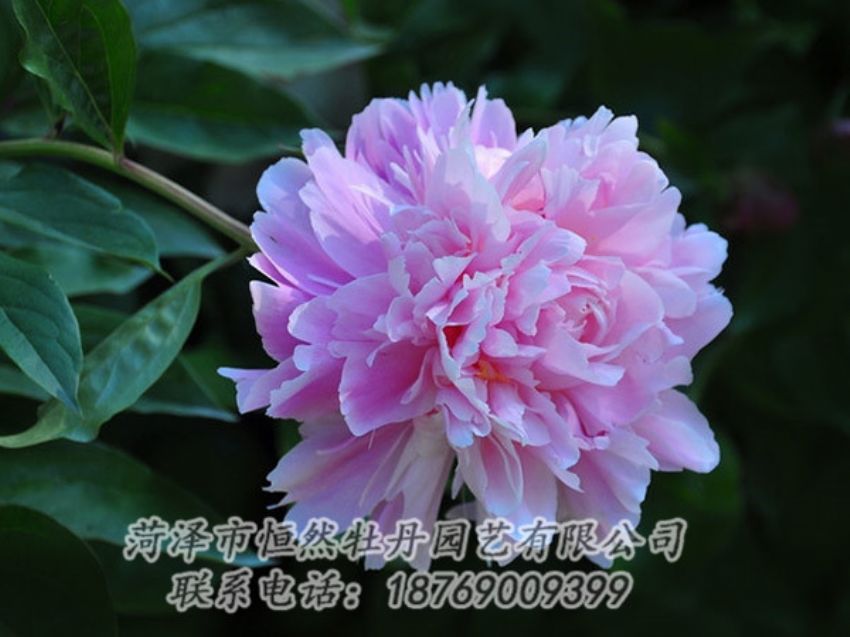 點(diǎn)擊查看詳細(xì)信息<br>標(biāo)題：紫色牡丹 閱讀次數(shù)：1894