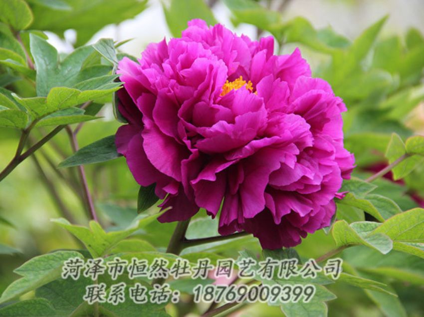 點(diǎn)擊查看詳細(xì)信息<br>標(biāo)題：紫色牡丹 閱讀次數(shù)：1960