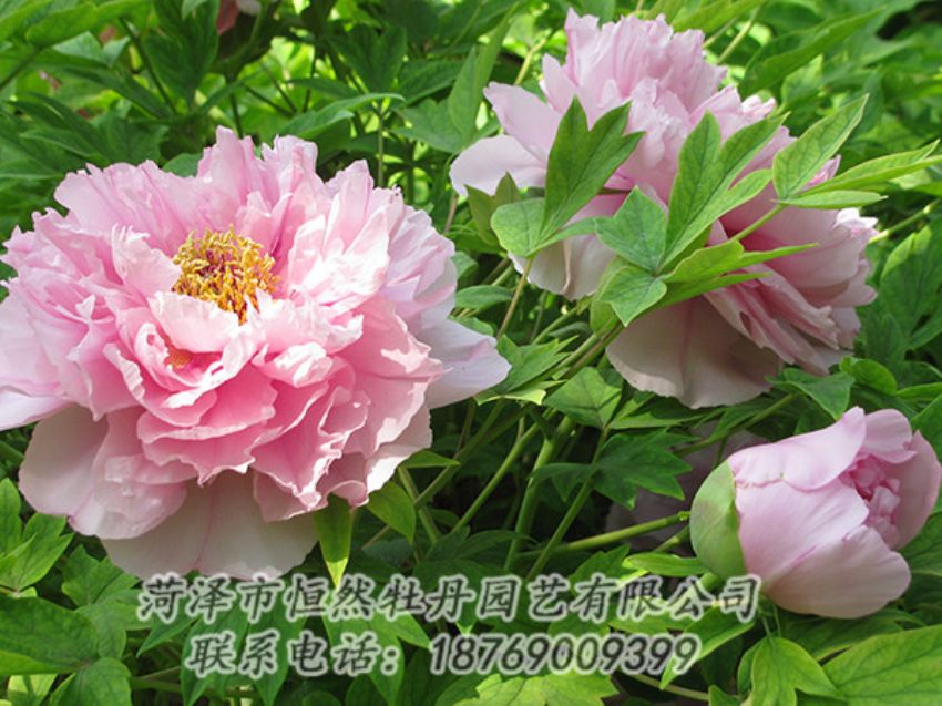 點(diǎn)擊查看詳細(xì)信息<br>標(biāo)題：粉色牡丹 閱讀次數(shù)：1929