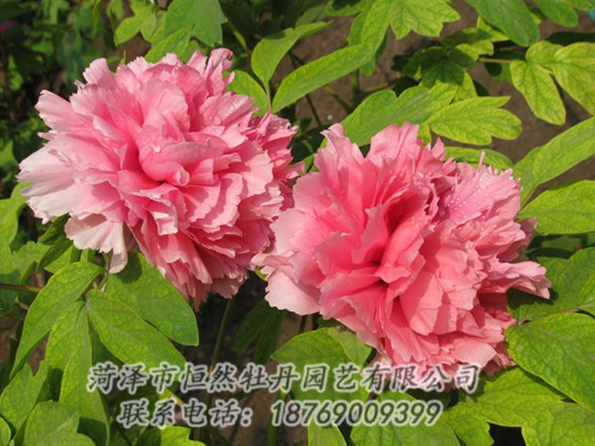 點(diǎn)擊查看詳細(xì)信息<br>標(biāo)題：粉色牡丹 閱讀次數(shù)：1904