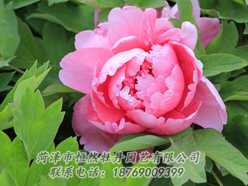 點(diǎn)擊查看詳細(xì)信息<br>標(biāo)題：粉色牡丹 閱讀次數(shù)：1868