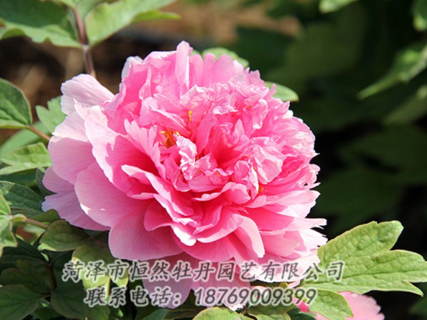 點(diǎn)擊查看詳細(xì)信息<br>標(biāo)題：粉色牡丹 閱讀次數(shù)：1900
