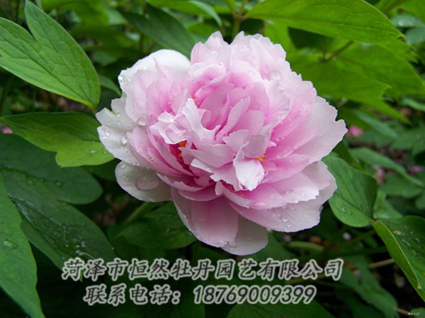 點(diǎn)擊查看詳細(xì)信息<br>標(biāo)題：粉色牡丹 閱讀次數(shù)：1997