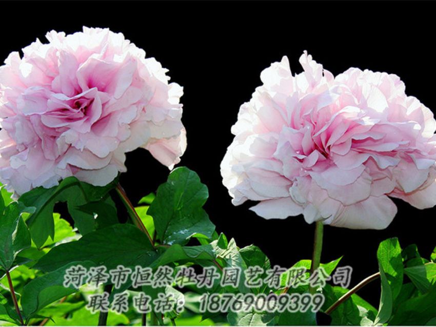 點(diǎn)擊查看詳細(xì)信息<br>標(biāo)題：粉色牡丹 閱讀次數(shù)：1948