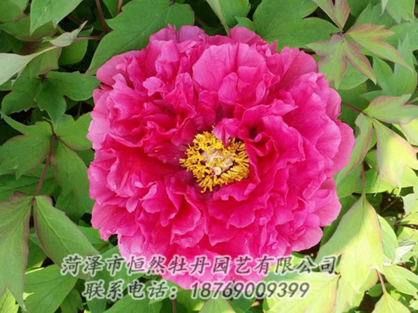 點擊查看詳細信息<br>標題：紅色牡丹 閱讀次數(shù)：2124