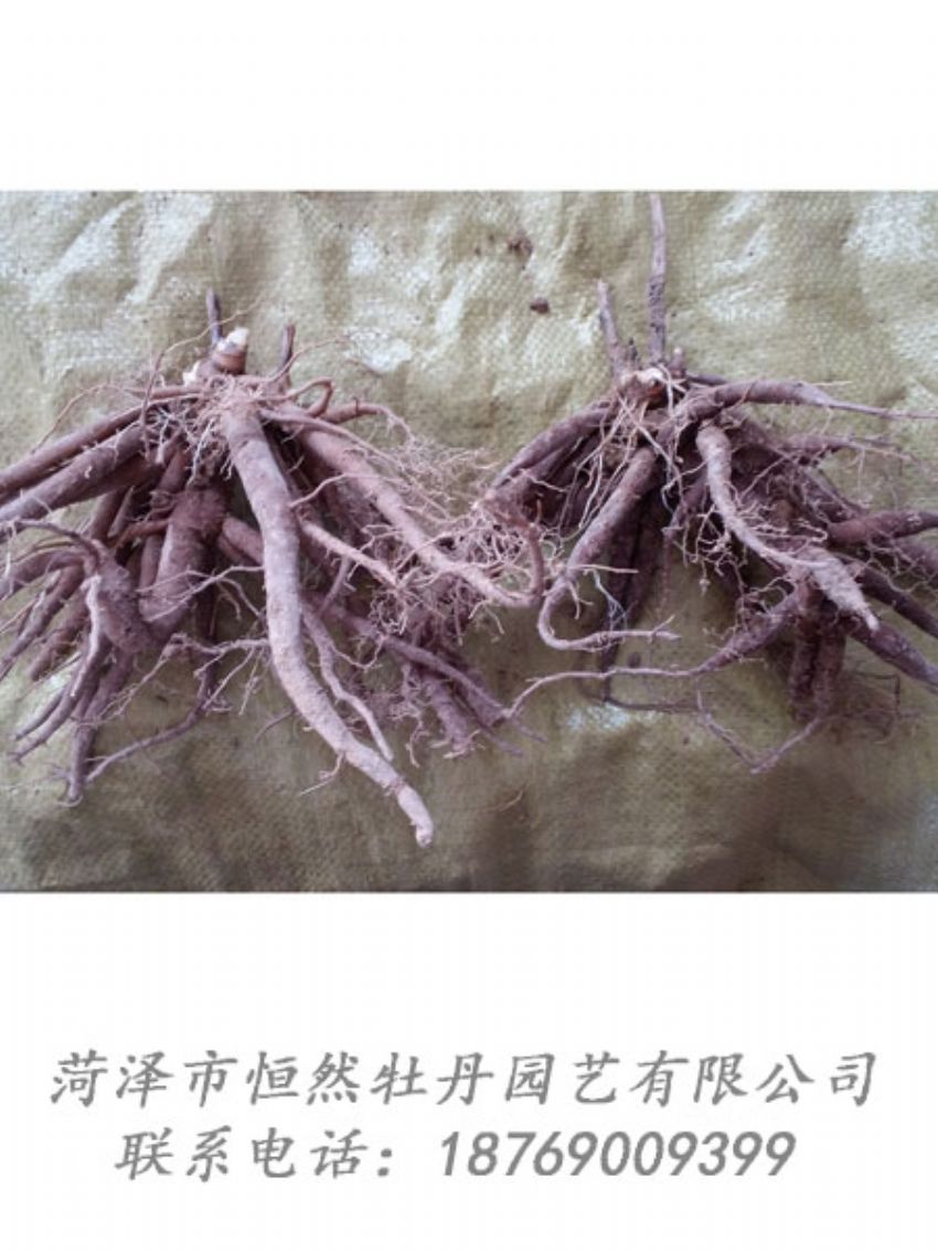 點(diǎn)擊查看詳細(xì)信息<br>標(biāo)題：二年芍藥苗 閱讀次數(shù)：2082