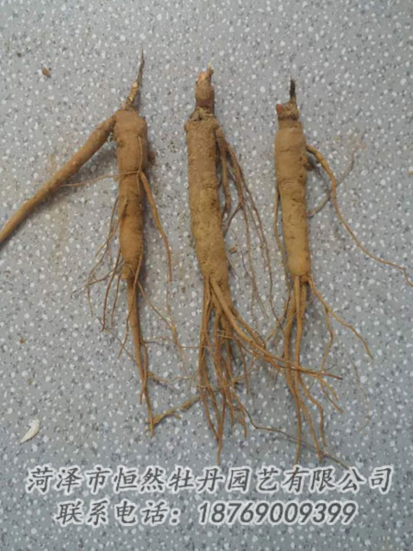 點(diǎn)擊查看詳細(xì)信息<br>標(biāo)題：芍藥苗 閱讀次數(shù)：2206