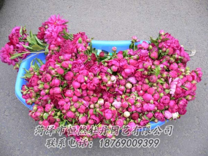 點擊查看詳細(xì)信息<br>標(biāo)題：芍藥切花 閱讀次數(shù)：2069