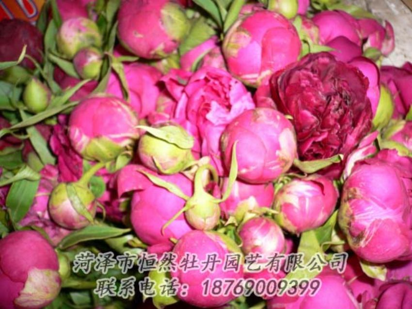 點擊查看詳細(xì)信息<br>標(biāo)題：芍藥切花 閱讀次數(shù)：2085