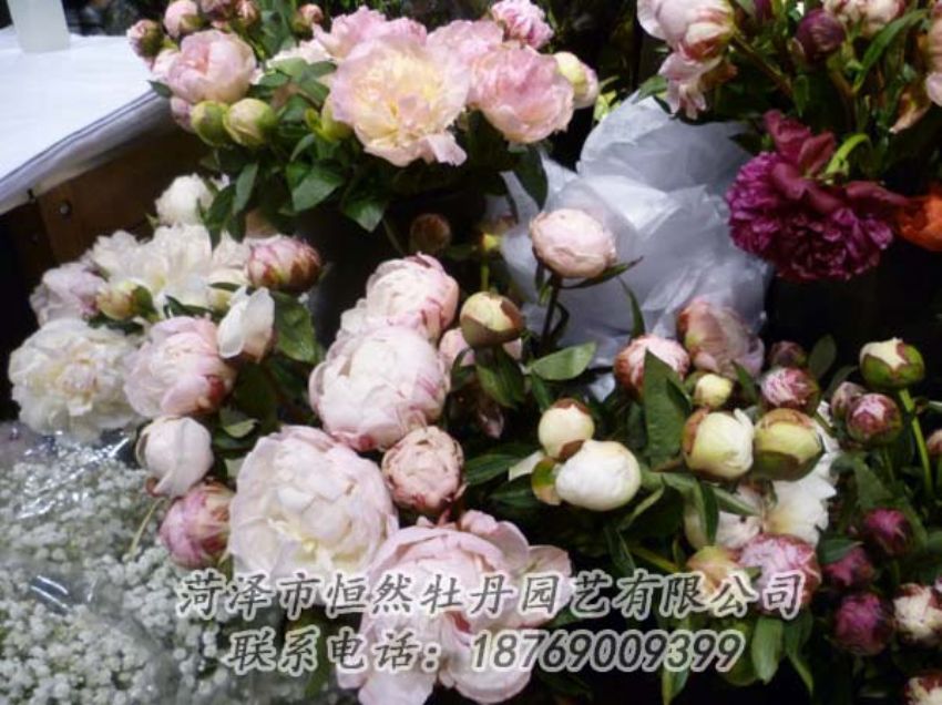 點(diǎn)擊查看詳細(xì)信息<br>標(biāo)題：芍藥切花 閱讀次數(shù)：2233