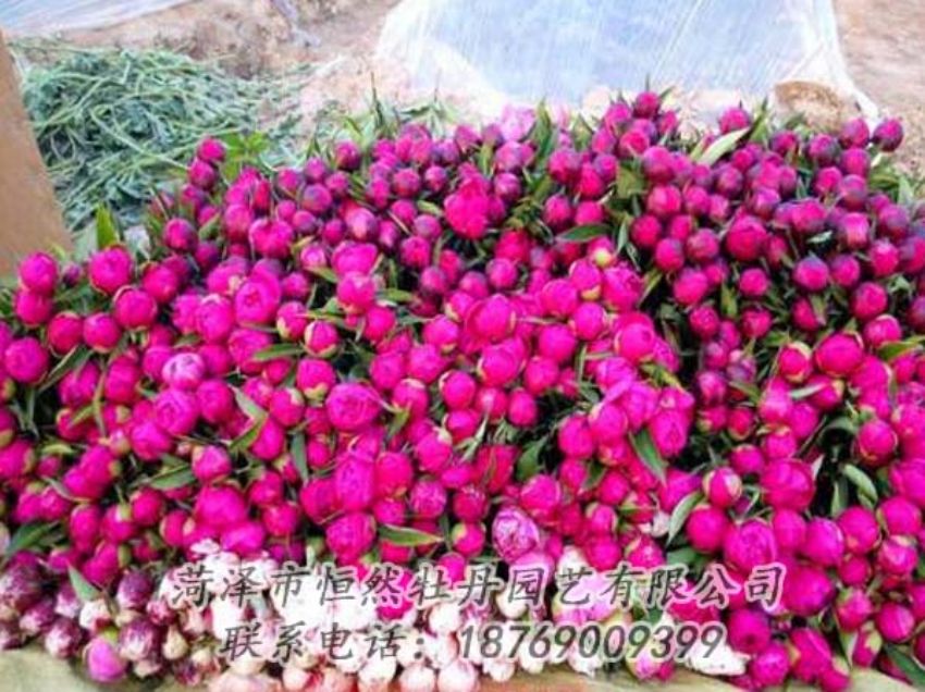點(diǎn)擊查看詳細(xì)信息<br>標(biāo)題：芍藥切花 閱讀次數(shù)：2209