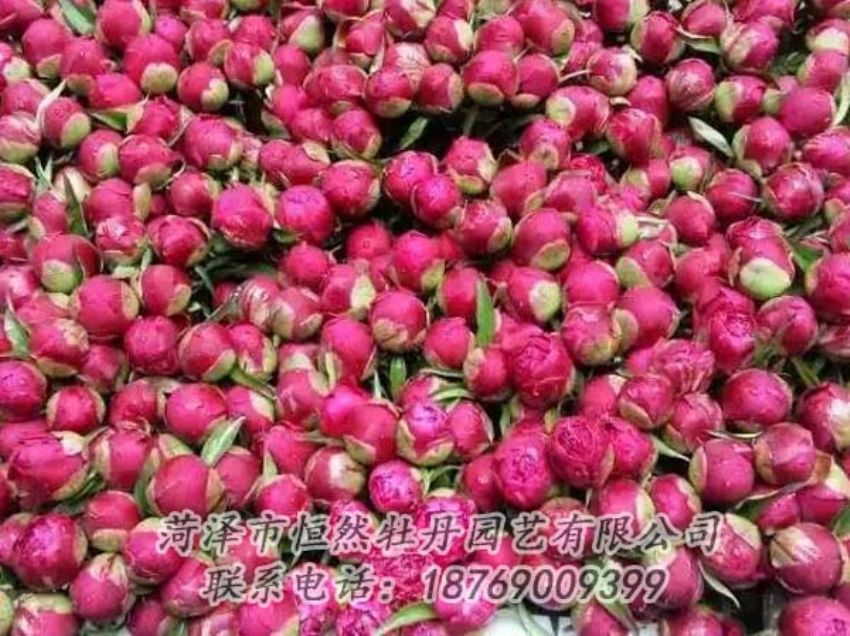 點(diǎn)擊查看詳細(xì)信息<br>標(biāo)題：芍藥切花 閱讀次數(shù)：2273