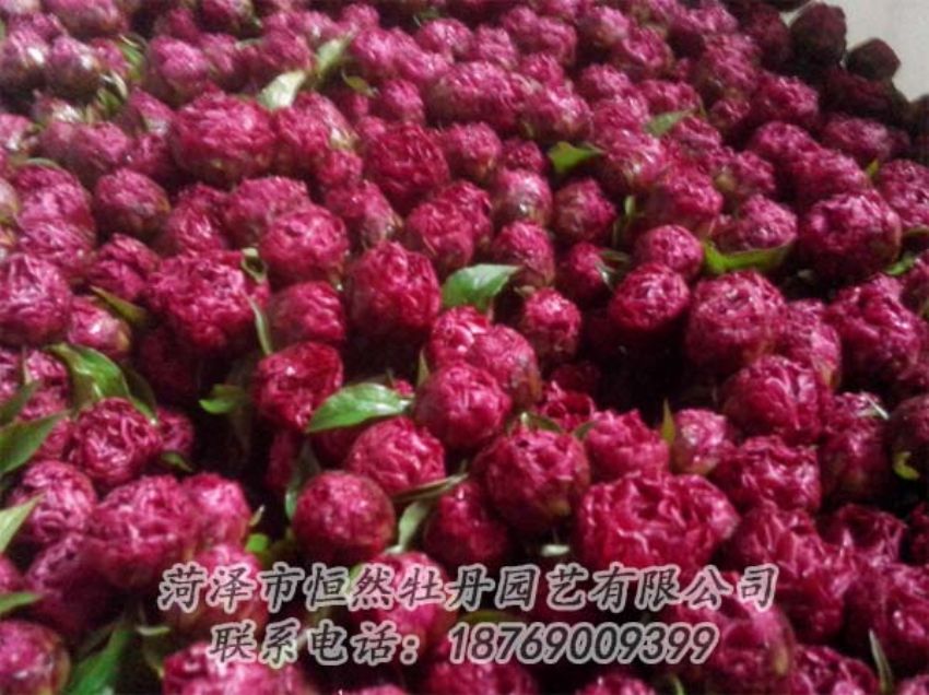 點(diǎn)擊查看詳細(xì)信息<br>標(biāo)題：芍藥切花 閱讀次數(shù)：2109