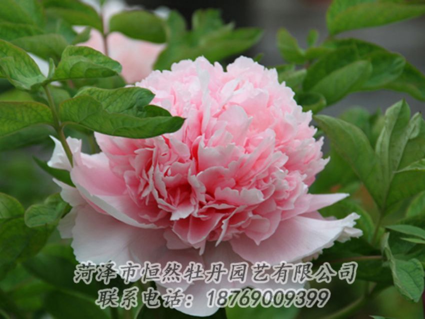 點(diǎn)擊查看詳細(xì)信息<br>標(biāo)題：粉色牡丹 閱讀次數(shù)：2006