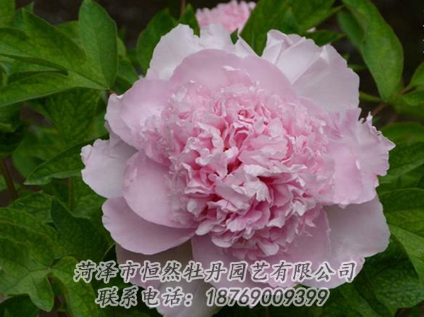 點(diǎn)擊查看詳細(xì)信息<br>標(biāo)題：粉色牡丹 閱讀次數(shù)：2122