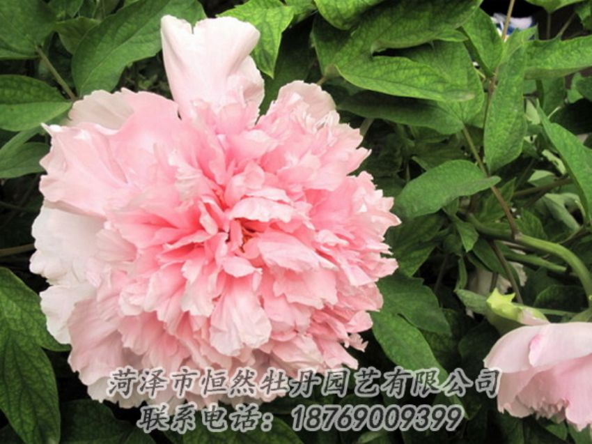 點(diǎn)擊查看詳細(xì)信息<br>標(biāo)題：粉色牡丹 閱讀次數(shù)：1957