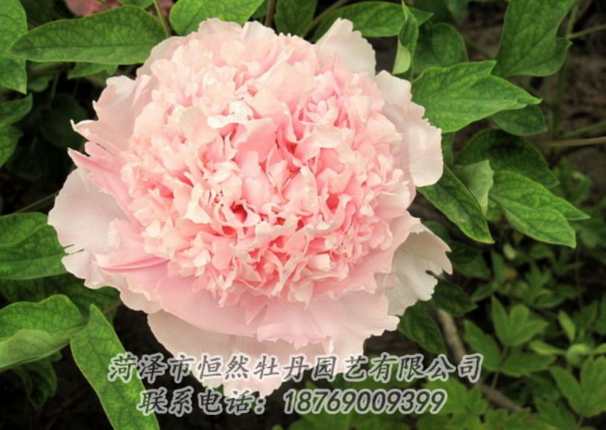 點(diǎn)擊查看詳細(xì)信息<br>標(biāo)題：粉色牡丹 閱讀次數(shù)：2061