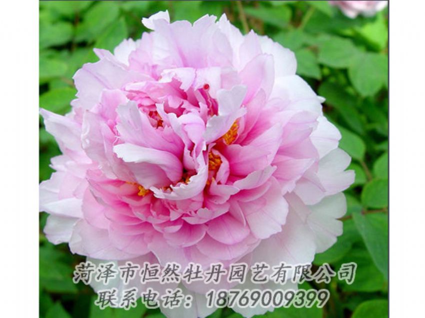 點(diǎn)擊查看詳細(xì)信息<br>標(biāo)題：粉色牡丹 閱讀次數(shù)：2084
