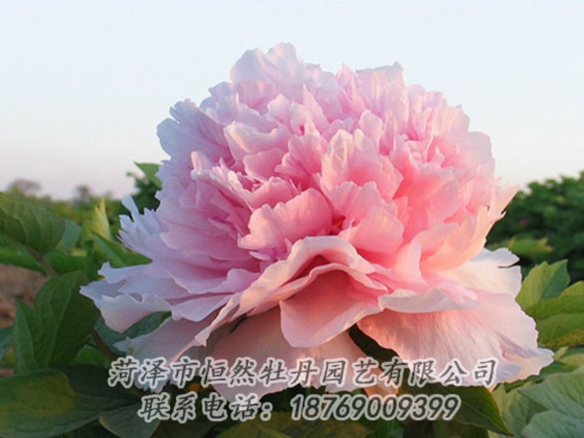 點(diǎn)擊查看詳細(xì)信息<br>標(biāo)題：粉色牡丹 閱讀次數(shù)：2172