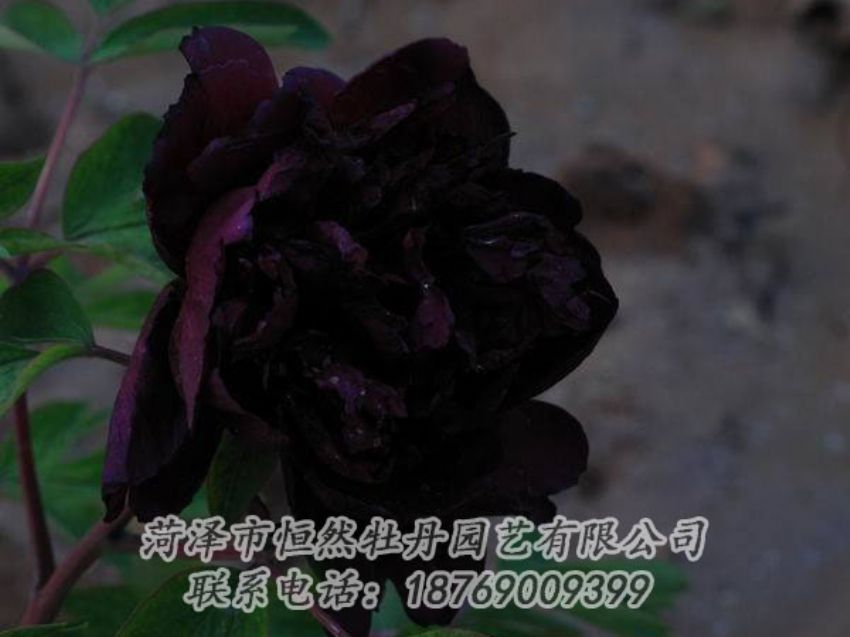 點(diǎn)擊查看詳細(xì)信息<br>標(biāo)題：黑色牡丹 閱讀次數(shù)：2089