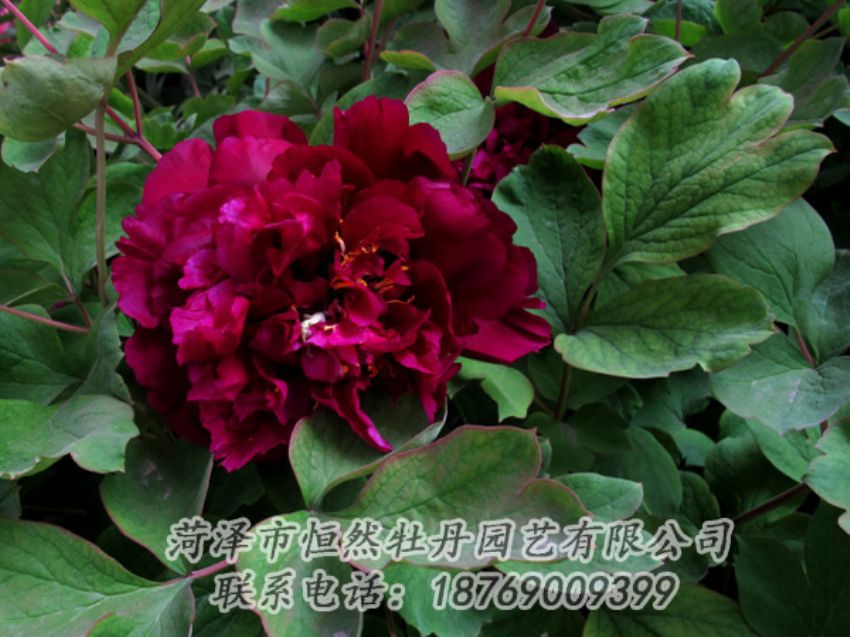 點(diǎn)擊查看詳細(xì)信息<br>標(biāo)題：黑色牡丹 閱讀次數(shù)：2149