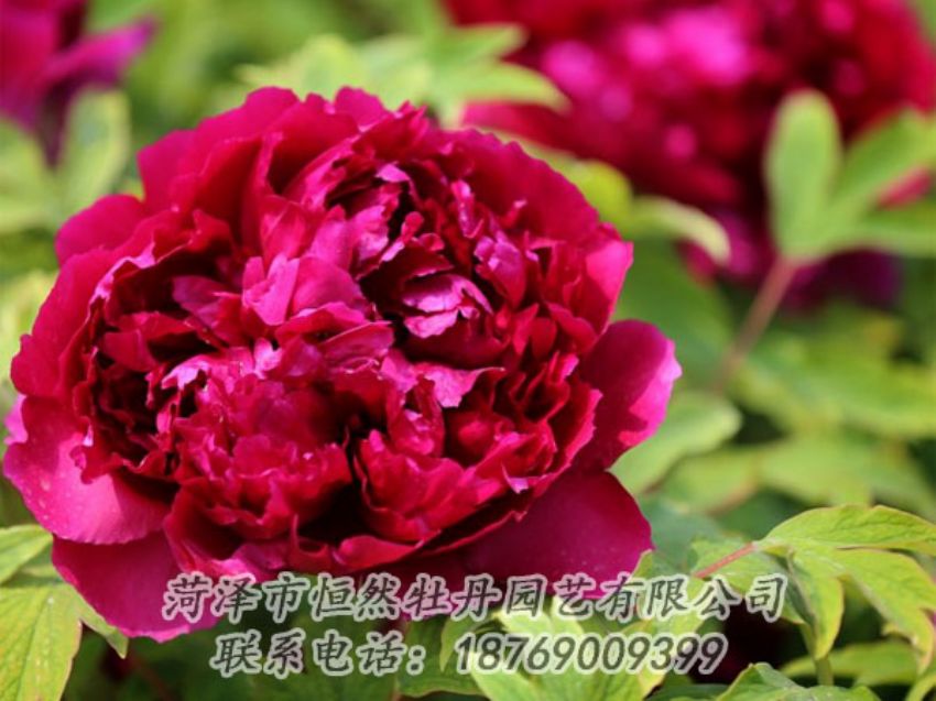 點(diǎn)擊查看詳細(xì)信息<br>標(biāo)題：黑色牡丹 閱讀次數(shù)：2029