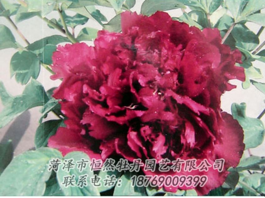 點(diǎn)擊查看詳細(xì)信息<br>標(biāo)題：黑色牡丹 閱讀次數(shù)：2134