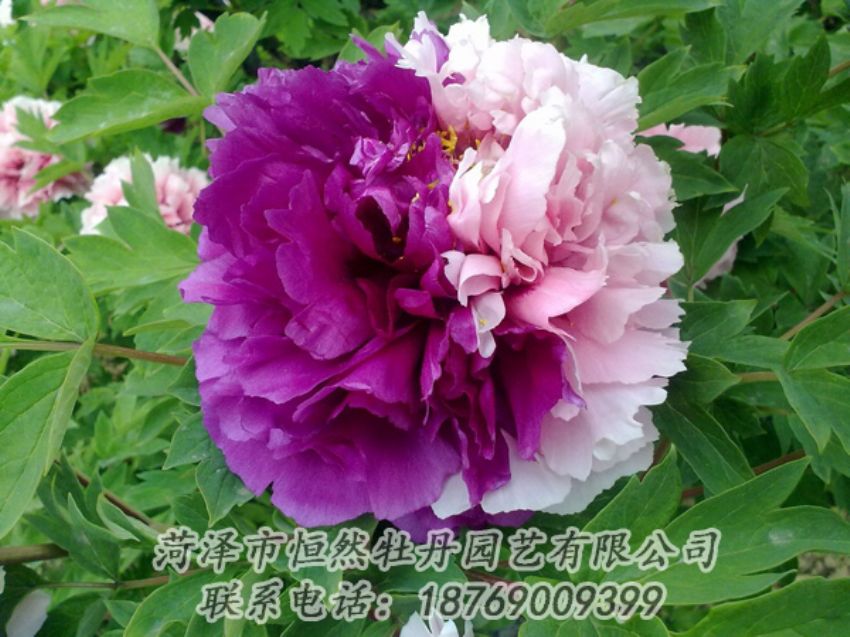 點(diǎn)擊查看詳細(xì)信息<br>標(biāo)題：復(fù)色牡丹 閱讀次數(shù)：2140
