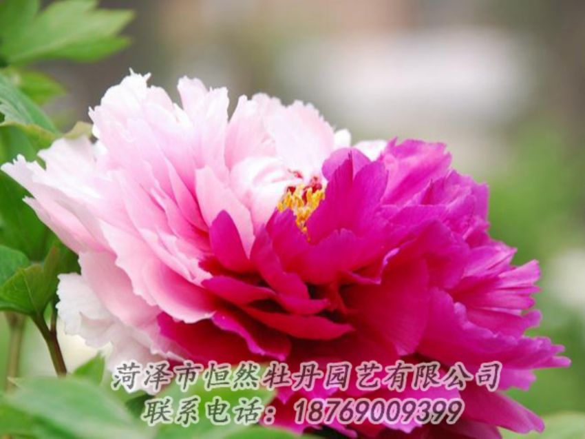 點(diǎn)擊查看詳細(xì)信息<br>標(biāo)題：花二喬 閱讀次數(shù)：2094