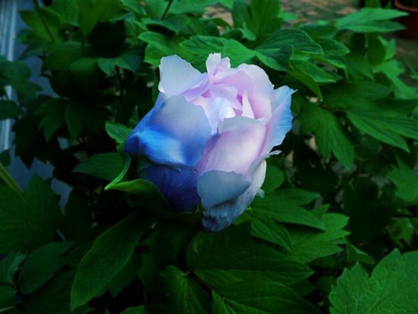 點(diǎn)擊查看詳細(xì)信息<br>標(biāo)題：藍(lán)花魁 閱讀次數(shù)：2325