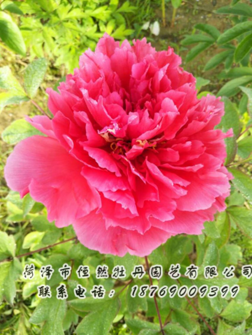 點(diǎn)擊查看詳細(xì)信息<br>標(biāo)題：紅色牡丹 閱讀次數(shù)：2028