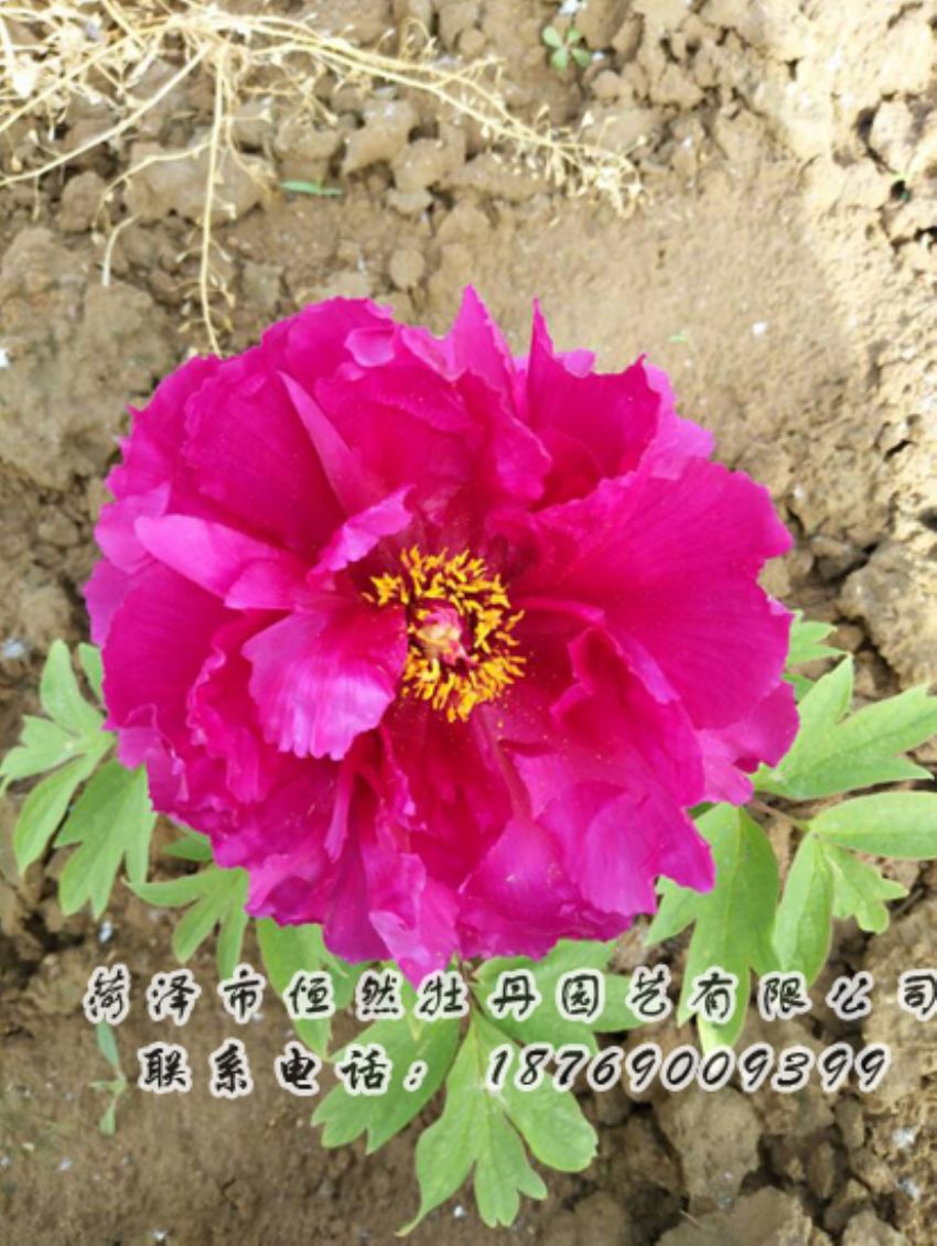 點(diǎn)擊查看詳細(xì)信息<br>標(biāo)題：紅色牡丹 閱讀次數(shù)：2085