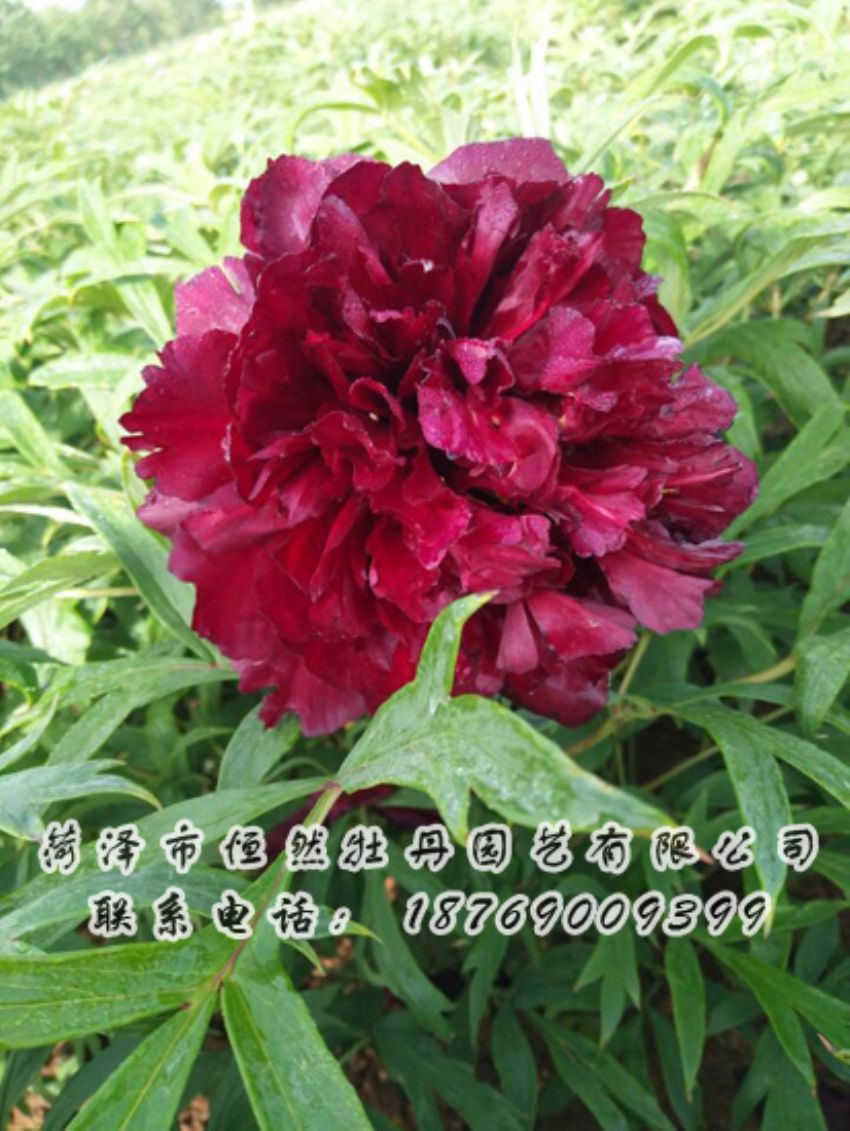 點(diǎn)擊查看詳細(xì)信息<br>標(biāo)題：黑色牡丹 閱讀次數(shù)：2062