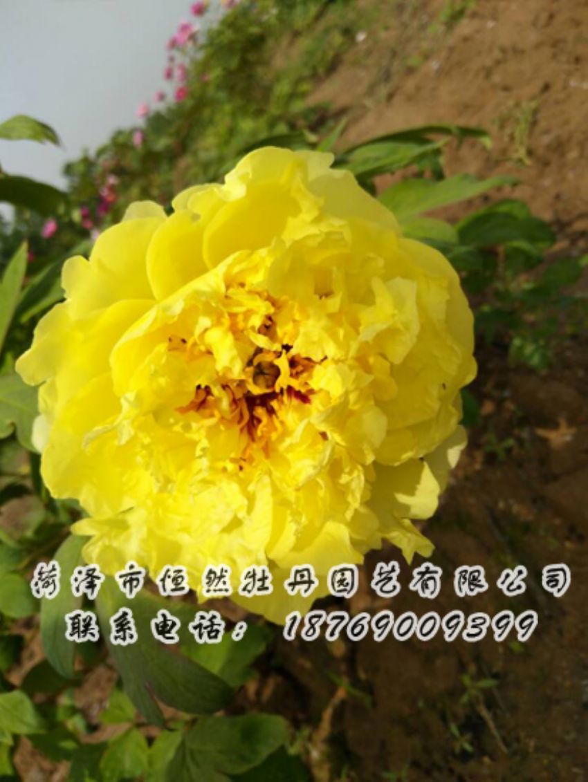 點(diǎn)擊查看詳細(xì)信息<br>標(biāo)題：黃色牡丹 閱讀次數(shù)：2067