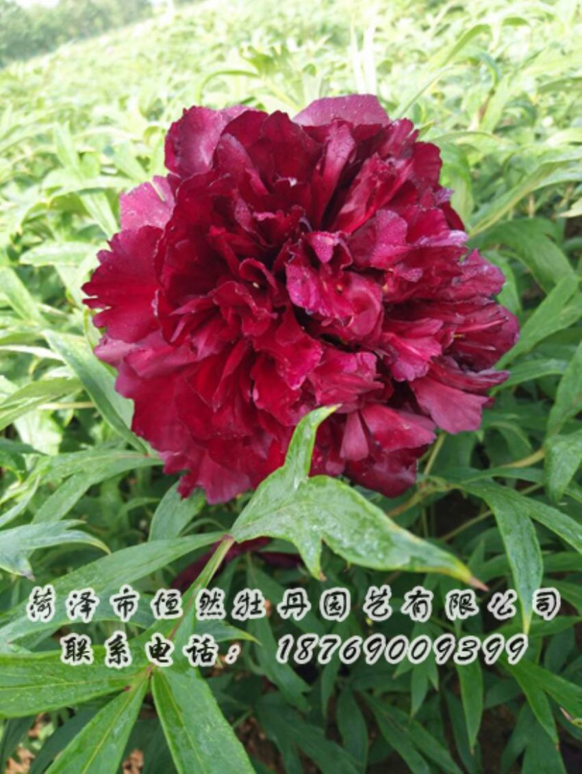點(diǎn)擊查看詳細(xì)信息<br>標(biāo)題：黑色牡丹 閱讀次數(shù)：1940