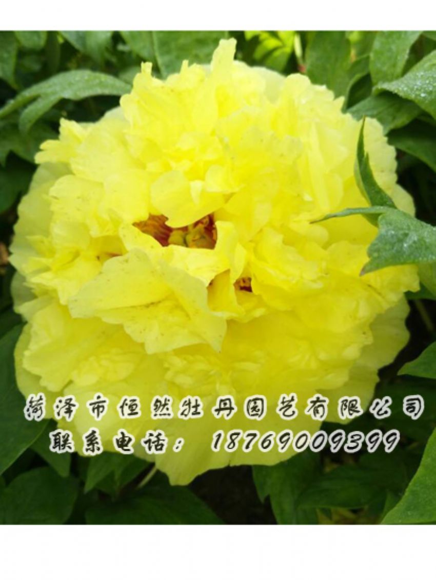 點(diǎn)擊查看詳細(xì)信息<br>標(biāo)題：黃色牡丹 閱讀次數(shù)：2138