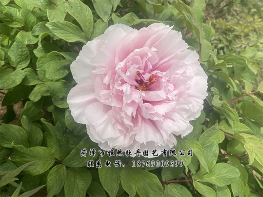 點(diǎn)擊查看詳細(xì)信息<br>標(biāo)題：進(jìn)口芍藥 閱讀次數(shù)：490