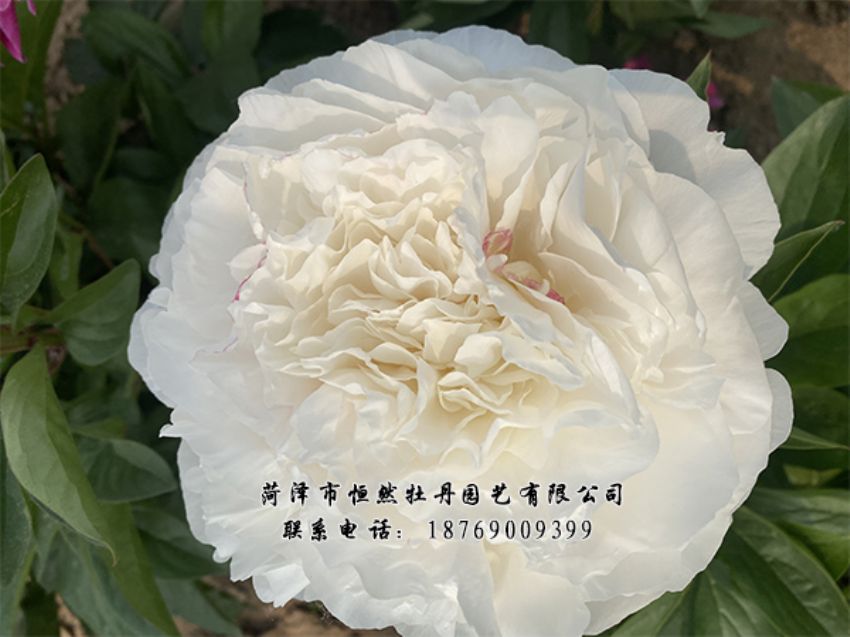 點(diǎn)擊查看詳細(xì)信息<br>標(biāo)題：進(jìn)口芍藥 閱讀次數(shù)：520