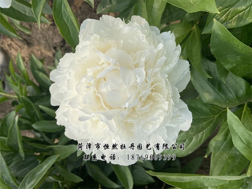 點(diǎn)擊查看詳細(xì)信息<br>標(biāo)題：進(jìn)口芍藥 閱讀次數(shù)：502