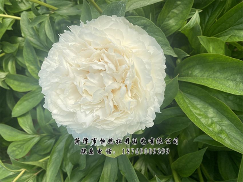 點(diǎn)擊查看詳細(xì)信息<br>標(biāo)題：進(jìn)口芍藥 閱讀次數(shù)：508