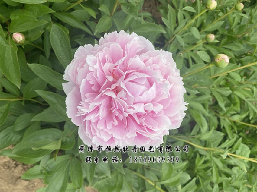 點(diǎn)擊查看詳細(xì)信息<br>標(biāo)題：進(jìn)口芍藥 閱讀次數(shù)：495