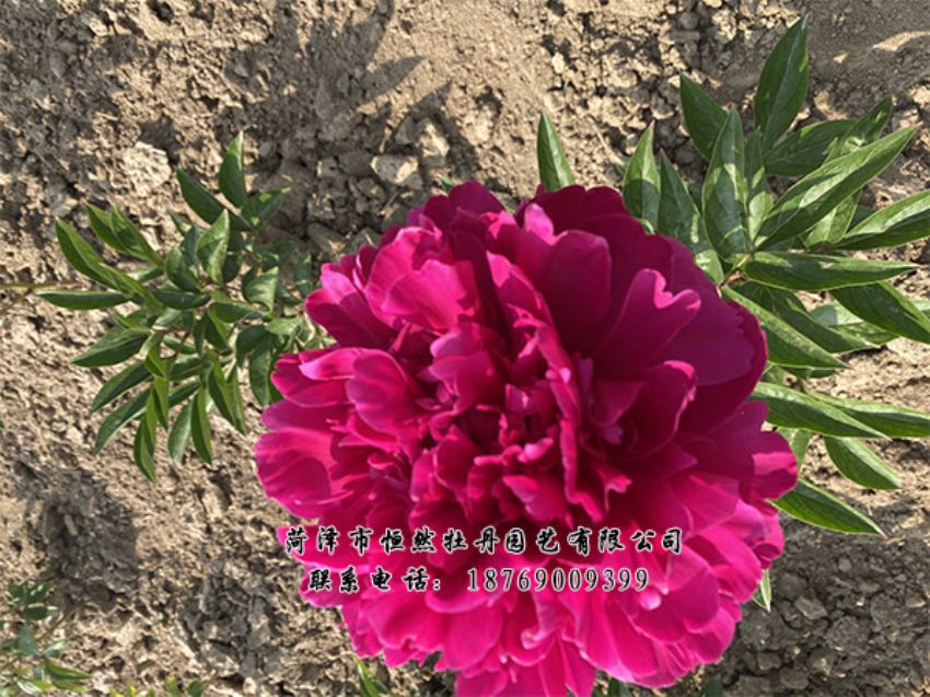 點(diǎn)擊查看詳細(xì)信息<br>標(biāo)題：進(jìn)口芍藥 閱讀次數(shù)：485