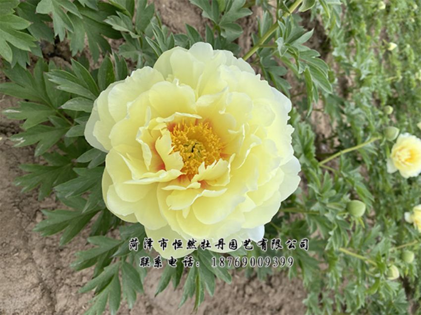 點(diǎn)擊查看詳細(xì)信息<br>標(biāo)題：進(jìn)口芍藥 閱讀次數(shù)：473