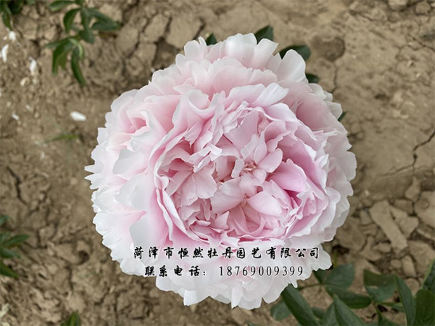 點(diǎn)擊查看詳細(xì)信息<br>標(biāo)題：進(jìn)口芍藥 閱讀次數(shù)：489