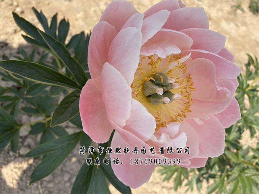 點(diǎn)擊查看詳細(xì)信息<br>標(biāo)題：進(jìn)口芍藥 閱讀次數(shù)：491