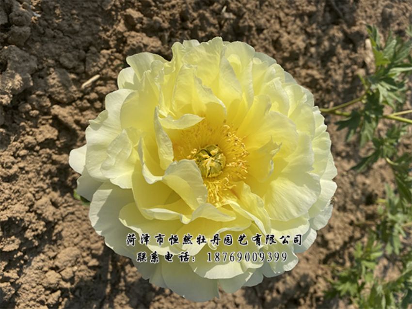 點(diǎn)擊查看詳細(xì)信息<br>標(biāo)題：進(jìn)口芍藥 閱讀次數(shù)：481