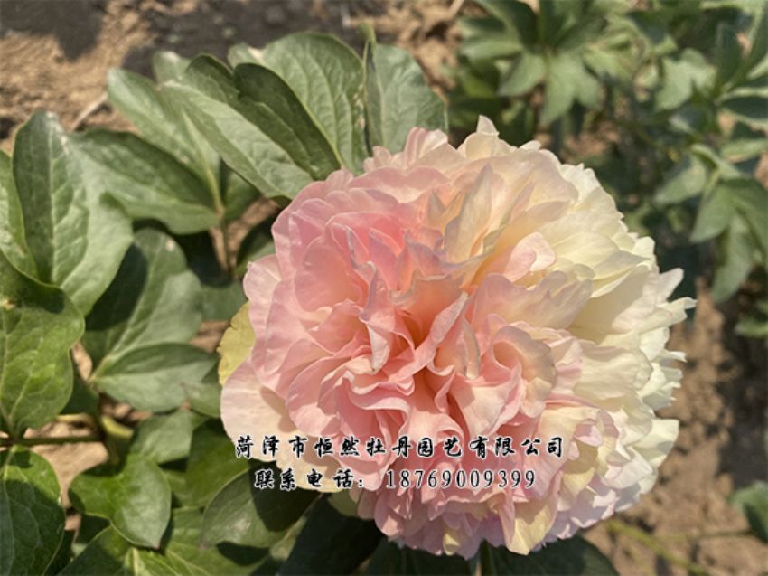 點(diǎn)擊查看詳細(xì)信息<br>標(biāo)題：進(jìn)口芍藥 閱讀次數(shù)：508